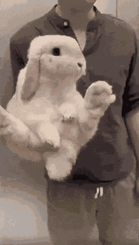 Bunny Bunny Carry GIF