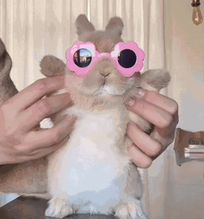 Bunny Bunny Dance GIF