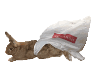 Bunny Bunny Gif Sticker