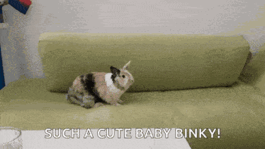 Bunny Bunny Hop GIF