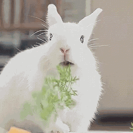 Bunny Bunny Rabbit GIF