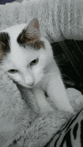 Bunny Cat Paws GIF