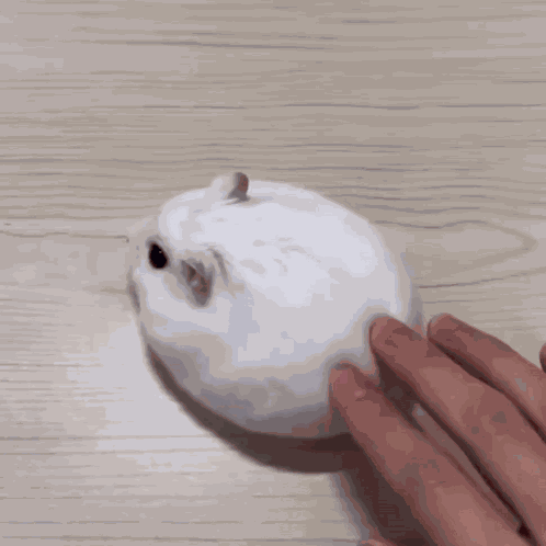 Bunny Cute Bunny GIF