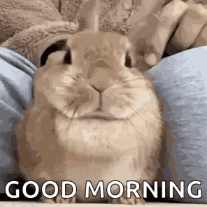 Bunny Cute GIF