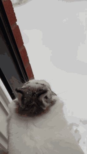 Bunny Deploy GIF