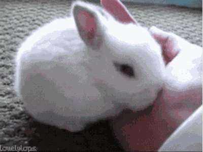 Bunny GIF