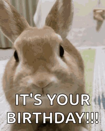 Bunny GIF