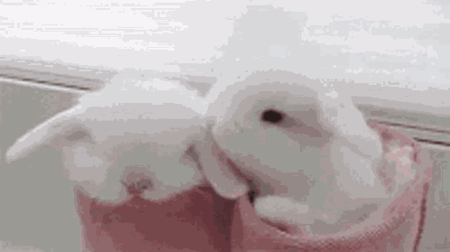 Bunny Kiss GIF