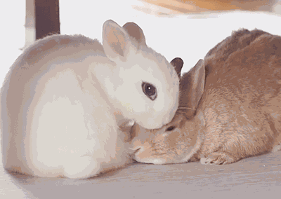 Bunny Kisses GIF