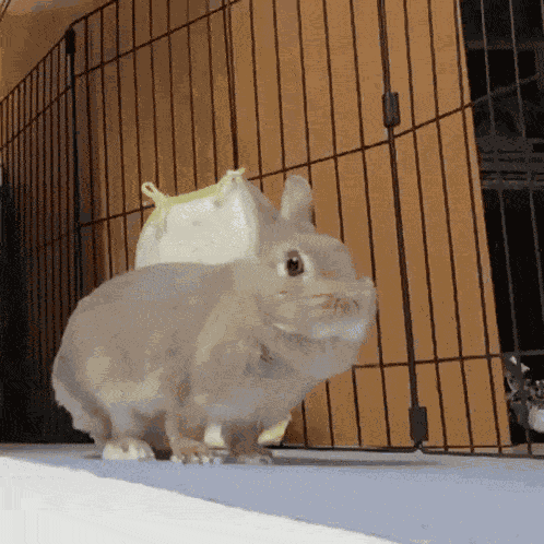 Bunny Rabbit GIF