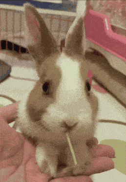 Bunny Rabbit GIF