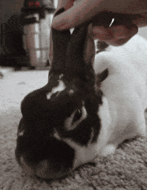 Bunny Rabbit GIF