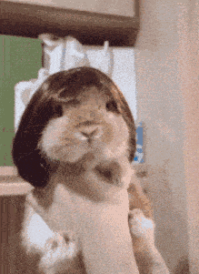 Bunny Rabbit GIF