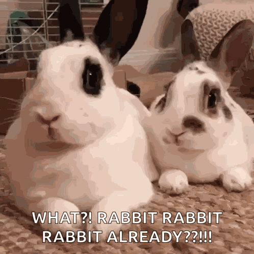 Bunny Rabbit GIF