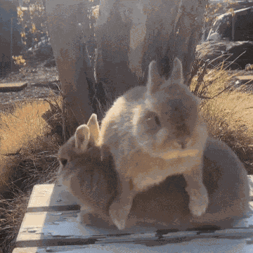 Bunny Rabbit GIF