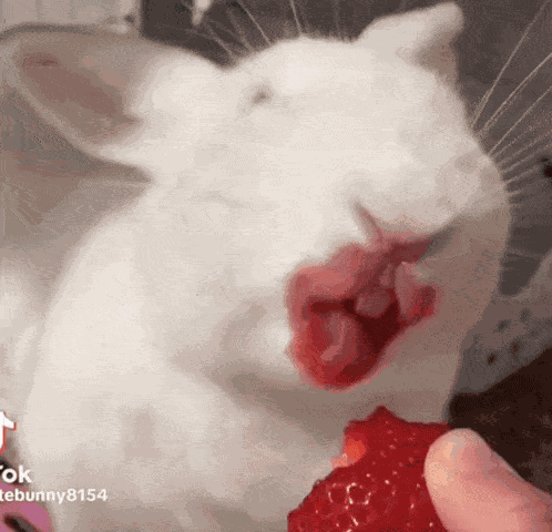 Bunny Rabbit GIF