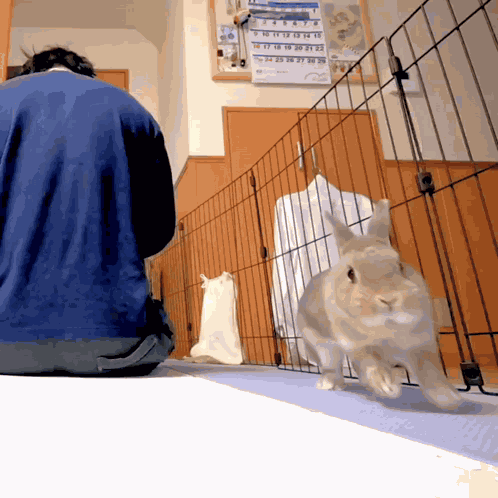 Bunny Rotating GIF