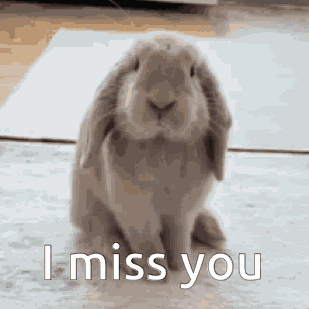 Bunny GIF