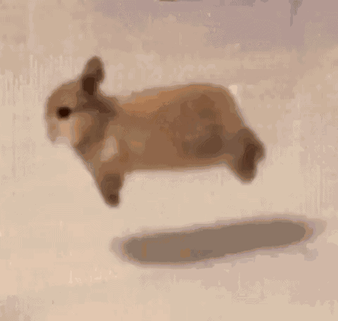 Bunny Sleep Bnuy GIF