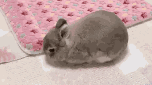 Bunny Sleepy GIF