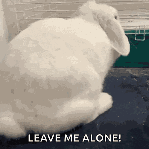 Bunny Surprised GIF