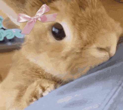 Buny Bunny GIF