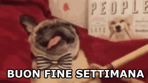 Buon Weekend Buon Fine Settimana Sabato Domenica Rilassarsi Pug Cane GIF