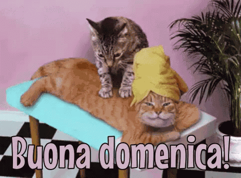 Buona Domenica A Tutti Felice Domenica Passa Una Buona Domenica Finalmente è Domenica GIF