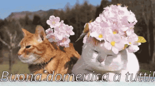 Buona Domenica A Tutti Felice Domenica Passa Una Buona Domenica Finalmente è Domenica GIF
