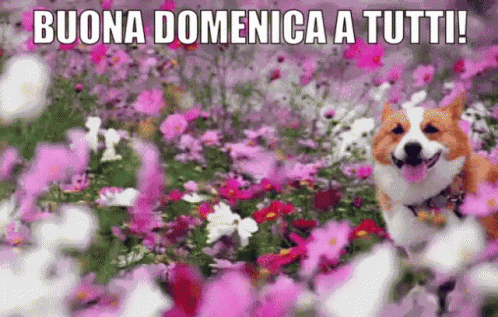 Buona Domenica A Tutti Felice Domenica Passa Una Buona Domenica Finalmente è Domenica GIF