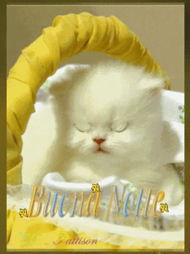 Buonanotte Gatti GIF