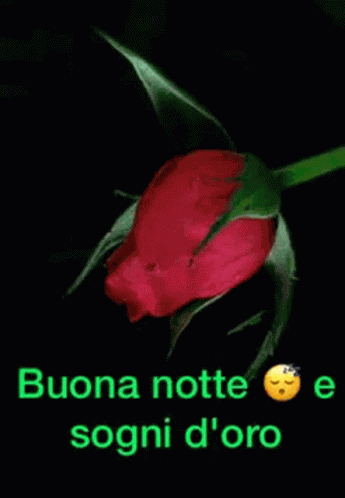 Buonanotte Goodnight GIF