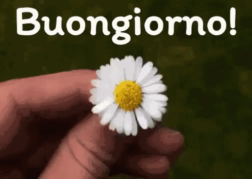 Buongiorno Felice Giorno Buon Giorno Buona Giornata A Tutti Svegliarsi Buondì GIF