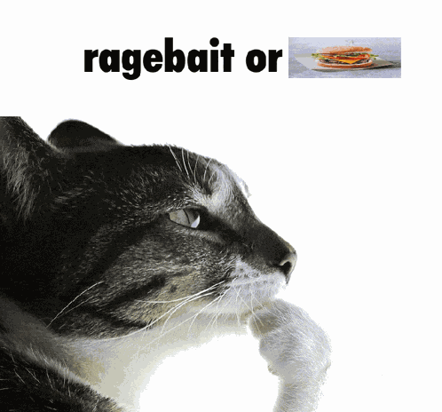 Burger Cat Meme