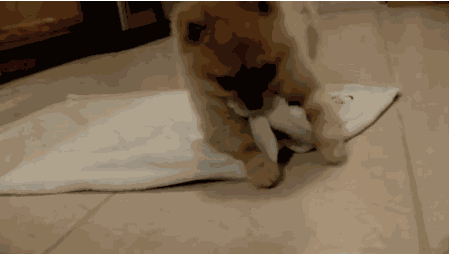 Burrito GIF