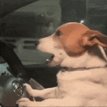 Buster Lookalike GIF