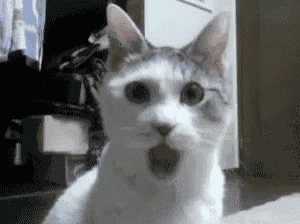 Busu4s Cats GIF