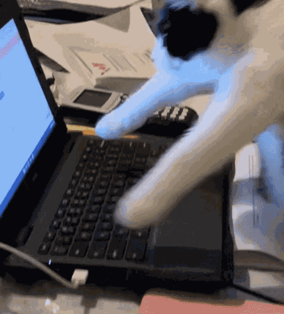 Busycat Typing GIF