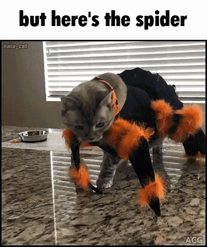 But Here'S The Spider But Heres The Spider GIF