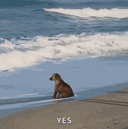 But I’m Not Original GIF