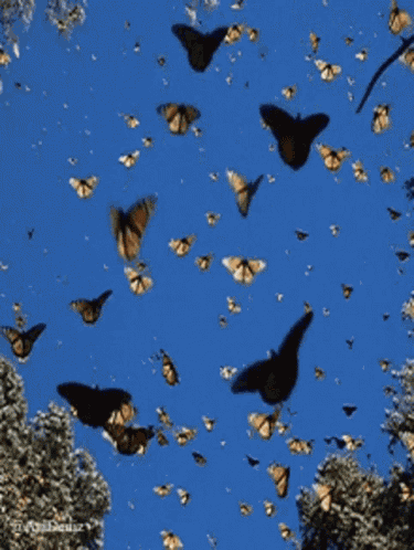 Buttefly Images GIF