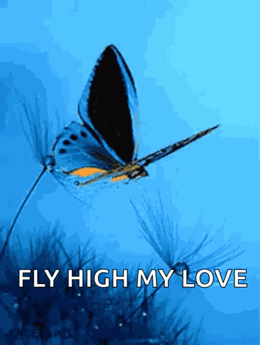 Buttefly Images GIF