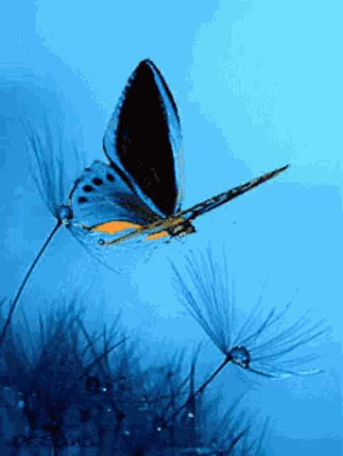 Buttefly Images GIF
