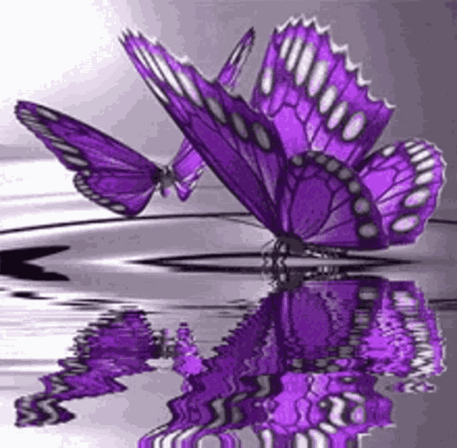 Butterflies GIF