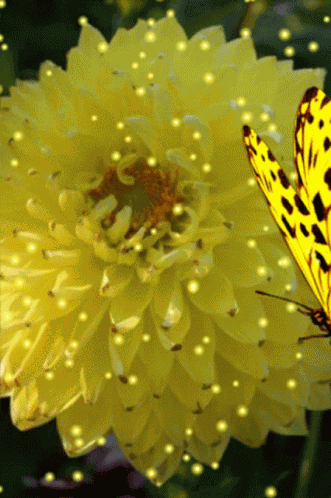 Butterflies GIF