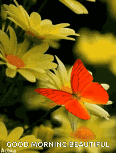 Butterflies GIF