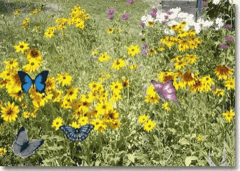 Butterflies Flowers GIF