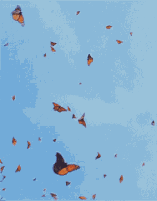 Butterflies Flying GIF