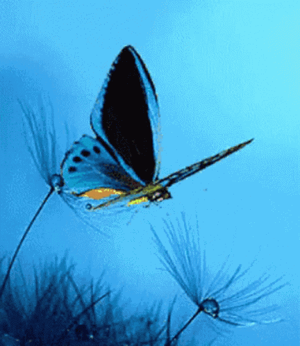 Butterfly Blue Butt GIF
