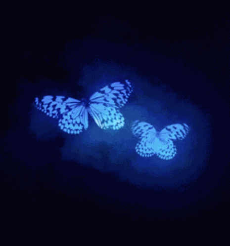 Butterfly Blue GIF
